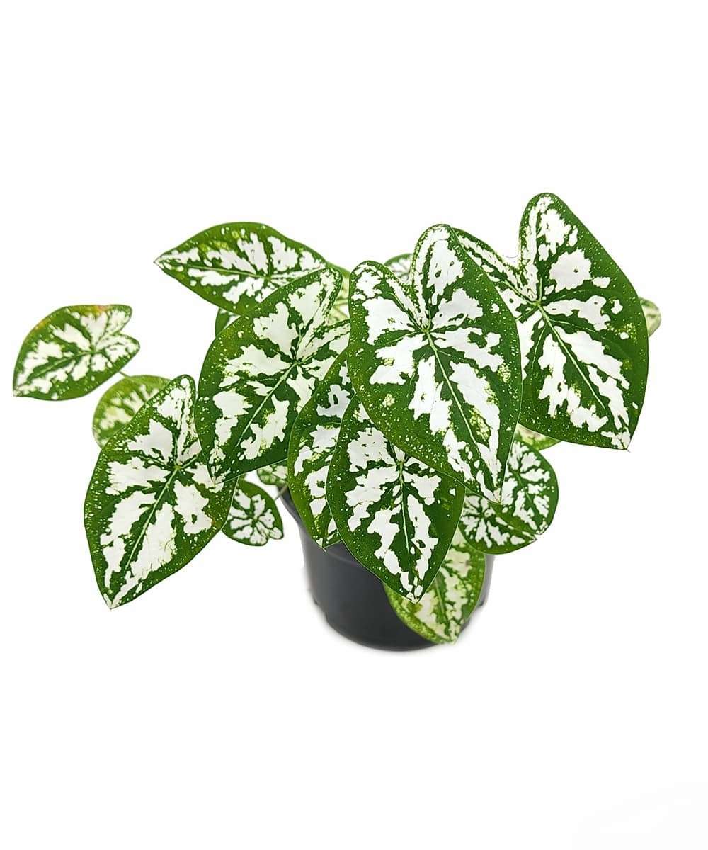 Caladium Humboldtii ‘Mini White’