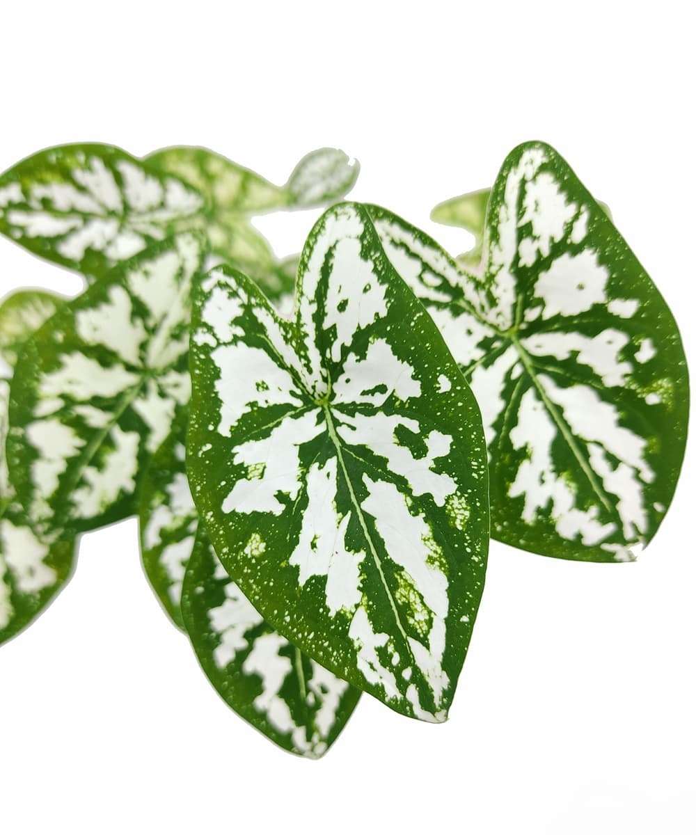 Caladium Humboldtii ‘Mini White’ - Image 2