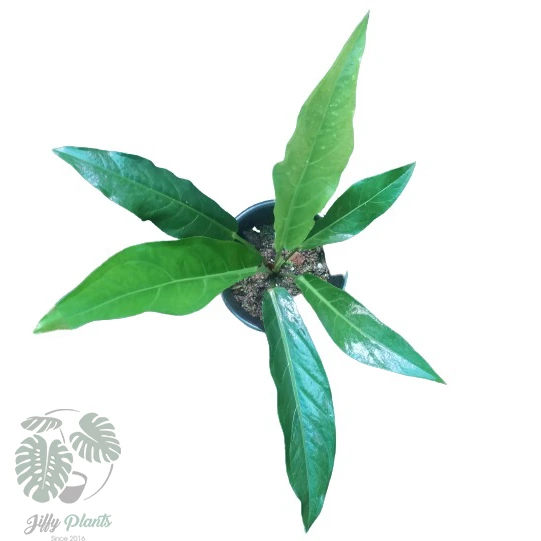 Anthurium Hookeri Bird’s Nest - Image 2