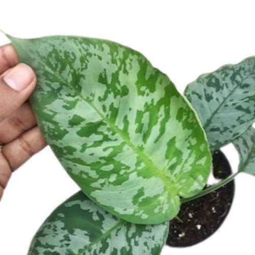 Schismatoglottis Scortechinii Hook - Image 2