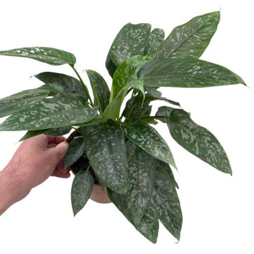 Schismatoglottis Scortechinii Hook