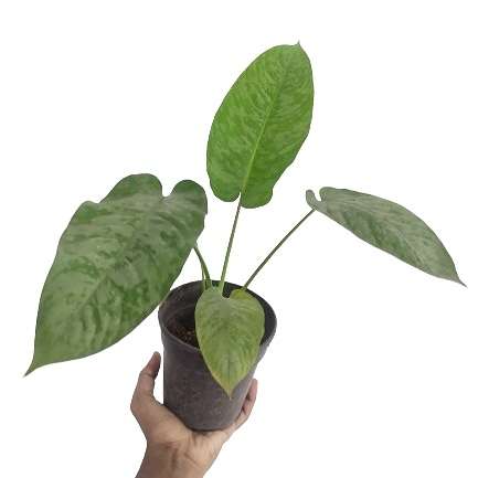 Schismatoglottis Scortechinii Hook - Image 3