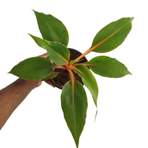 Chlorophytum orchidastrum - Image 3