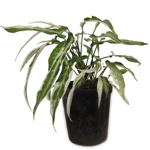 Syngonium Starlite / Starlight - Image 3