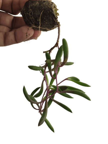 String of Bananas 'Purple Flush' - Image 5