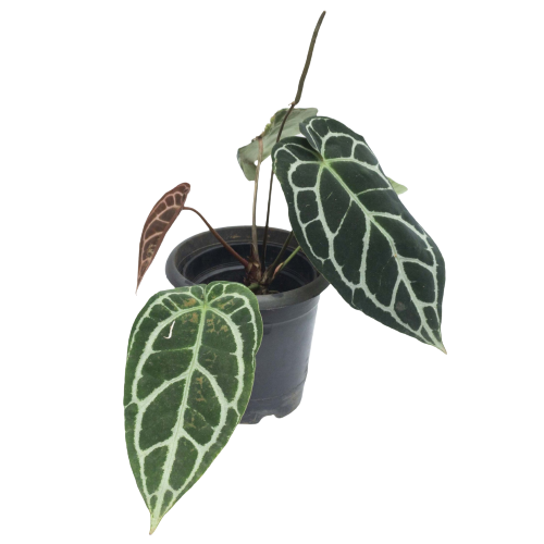 Anthurium Crystallinum Dark Form - Image 2