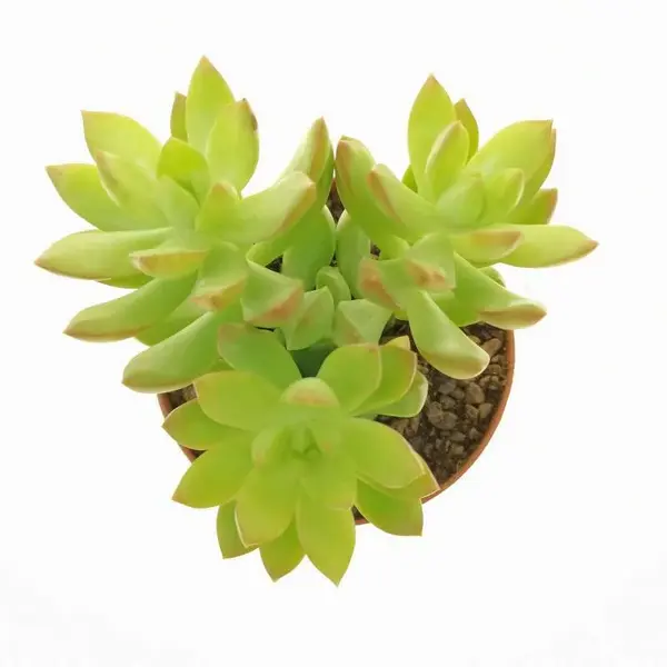Sedum adolphi Lime Gold
