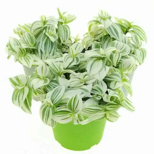 Tradescantia albiflora 'Albovittata'