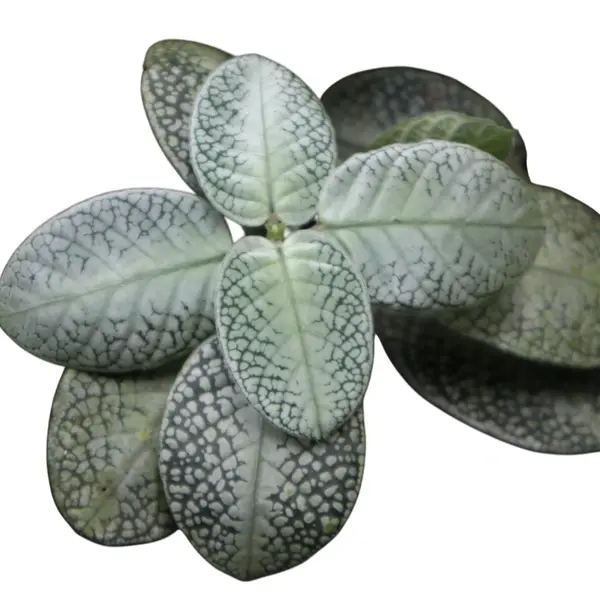 Argostema white snake