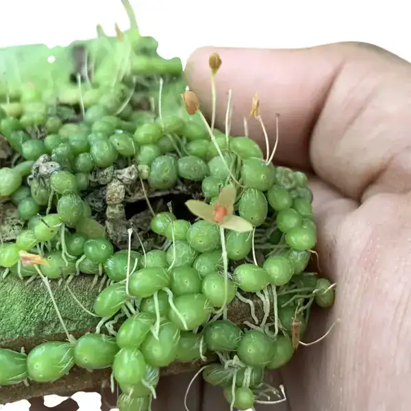 Bulbophyllum Moniliforme