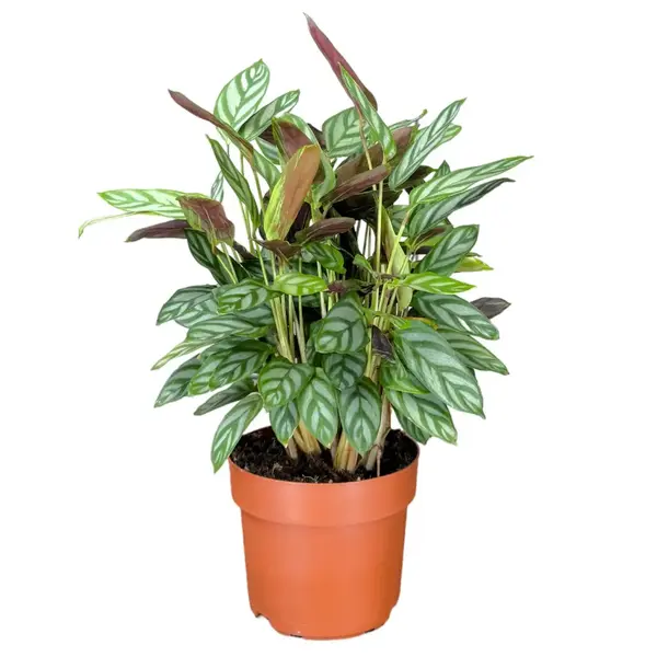 Calathea Setosa