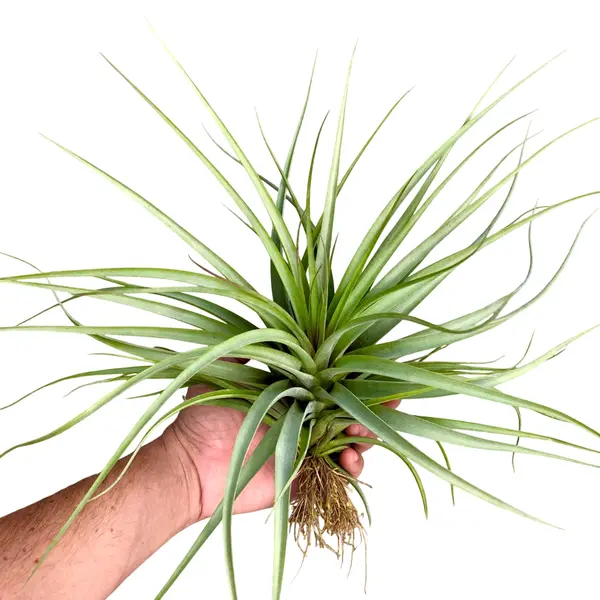 Tillandsia Concolor x Brachycaulos