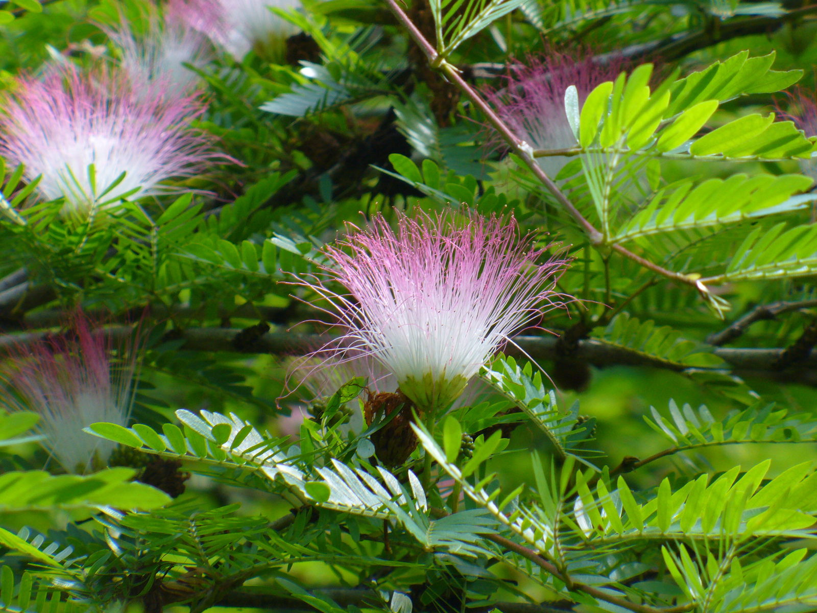 Calliandra Surinam - Image 3