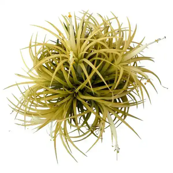 Tillandsia Ionantha Yellow