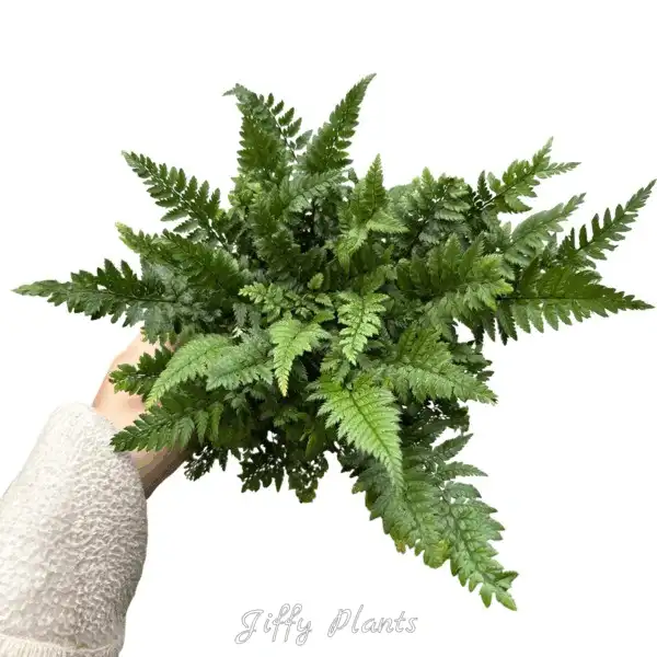 Korean Rock Fern