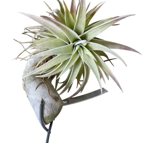 Tillandsia hondurensis