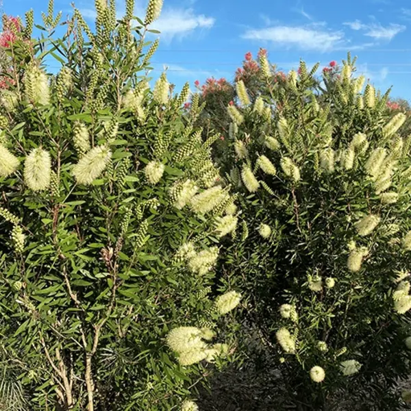 Bottle Brush White