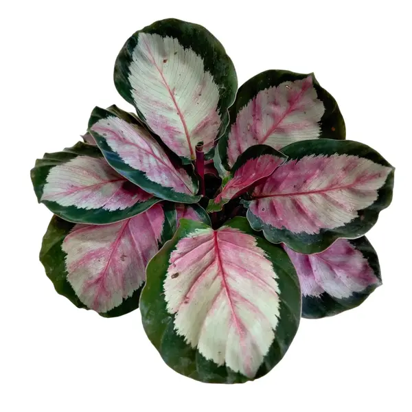 Calathea Roseopicta Rosy