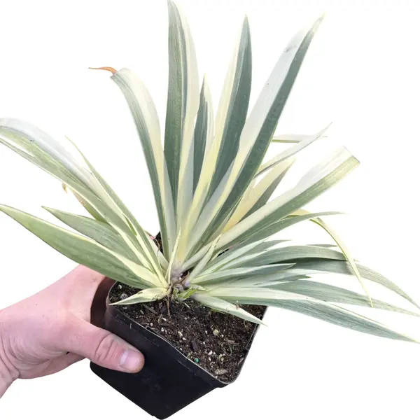 Iris Japonica Aphrodite Variegated