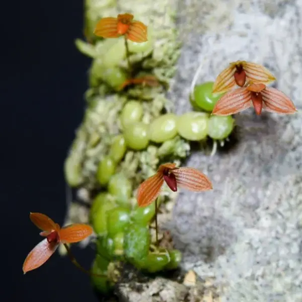 Bulbophyllum Moniliforme