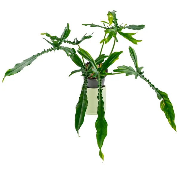 Philodendron Belle Isle