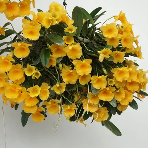 Dendrobium Jenkinsii