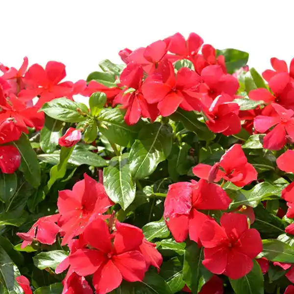 Vinca Plant Red