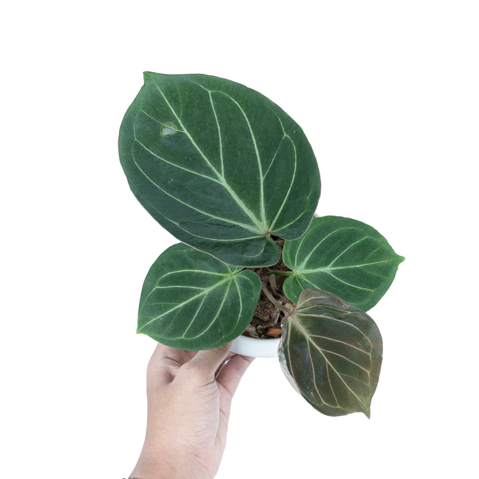 ANTHURIUM KING OF SPADES