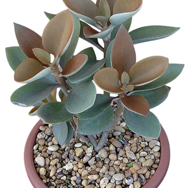 Kalanchoe Orgyalis