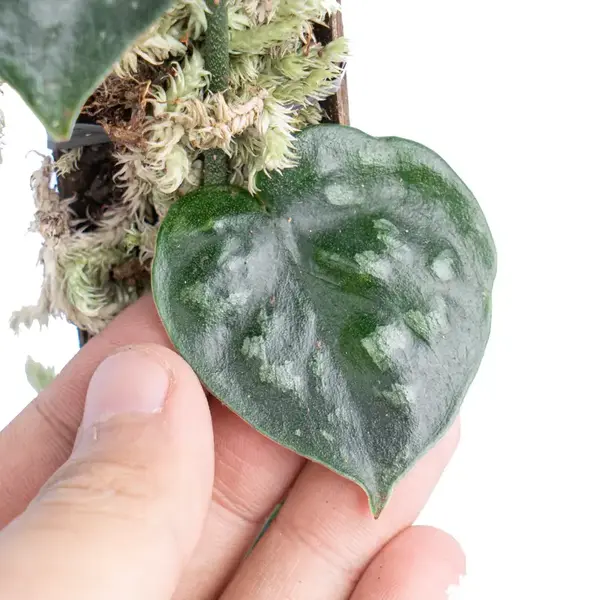 Scindapsus Black Mamba