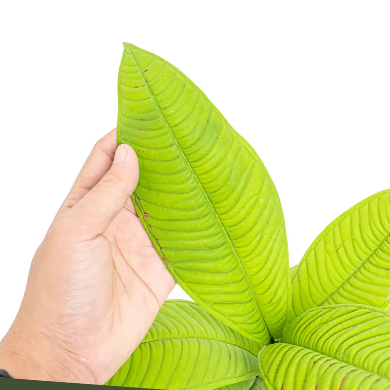 Syzygium jiewhoei Sp Papua