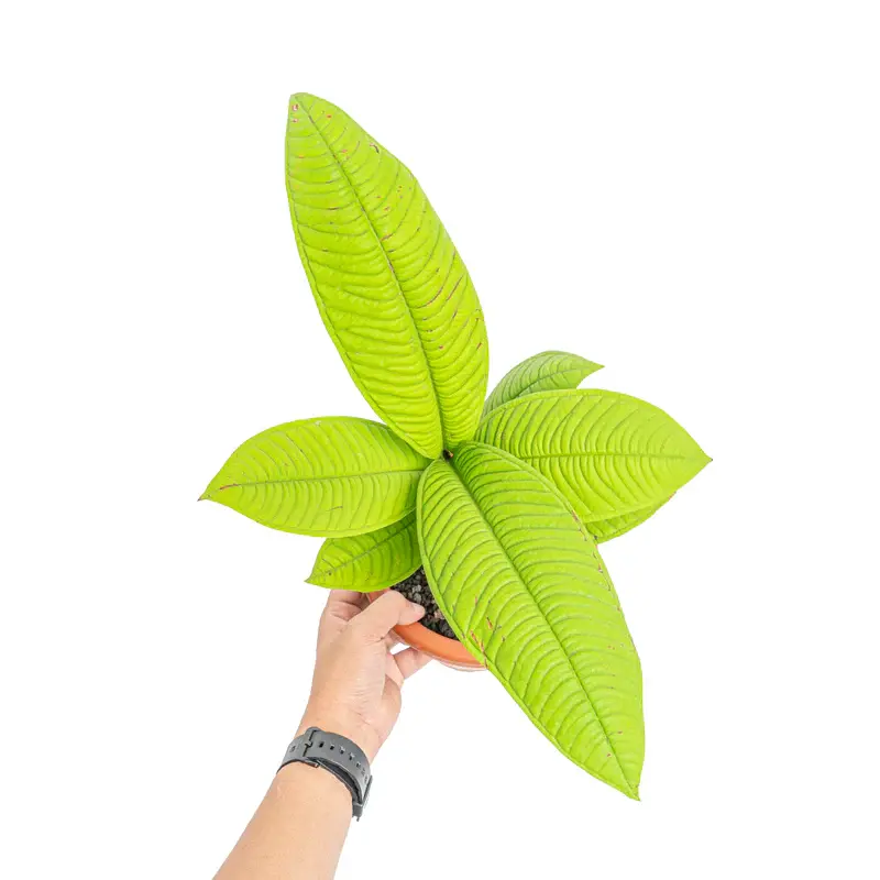 Syzygium jiewhoei Sp Papua