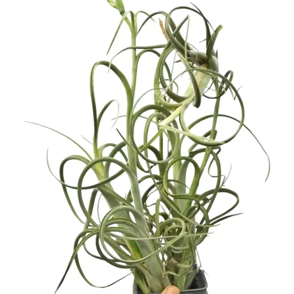 Tillandsia Intermedia