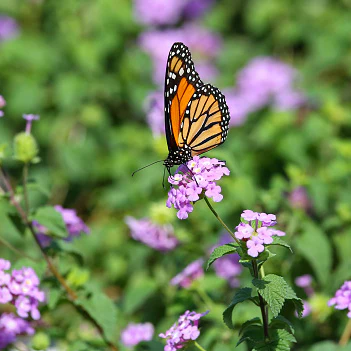 Lantana 'Purple Trailing'