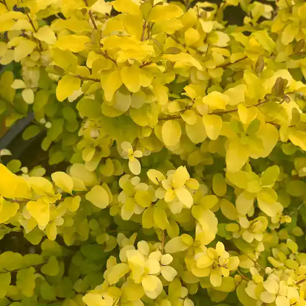 Ligustrum Sinense 'Sunshine' (Chinese Privet)