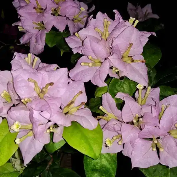 Lilac Formosa Bougainvillea