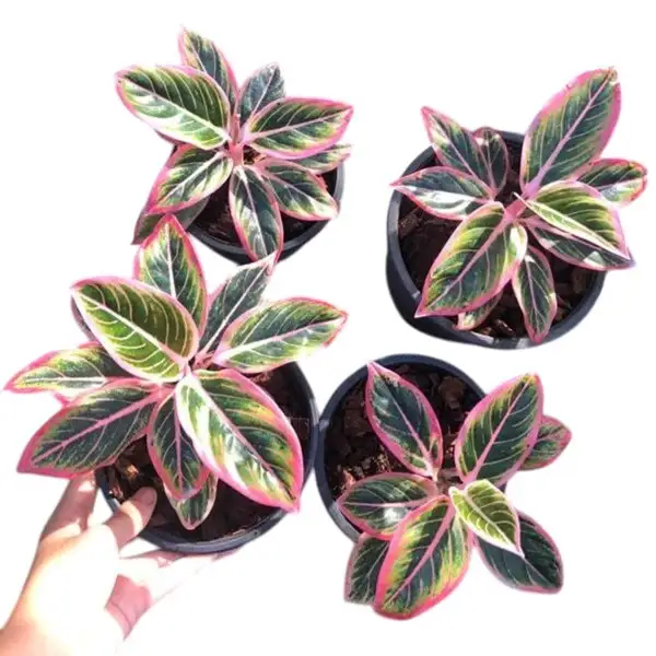 Aglaonema Lotus Delight