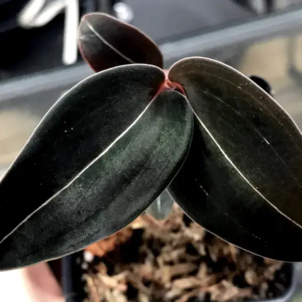 Ludisia Discolor Opportunist Var Nigricans Black