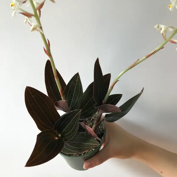 Ludisia Discolor Opportunist Var Nigricans Black