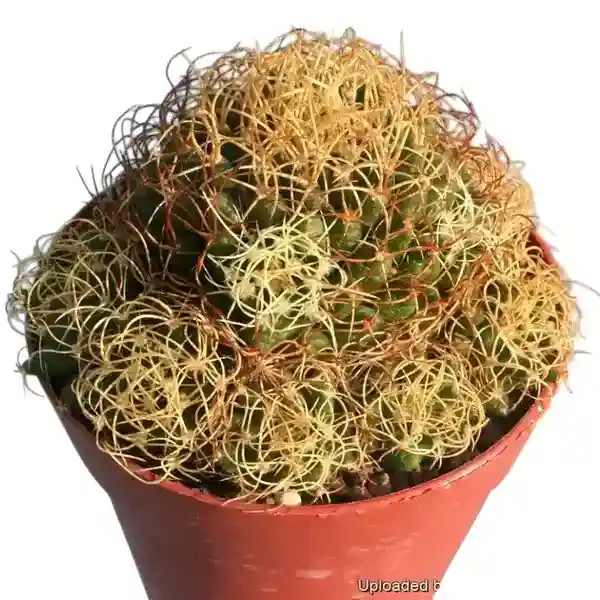 Mammillaria camptotricha cv. Curvispina