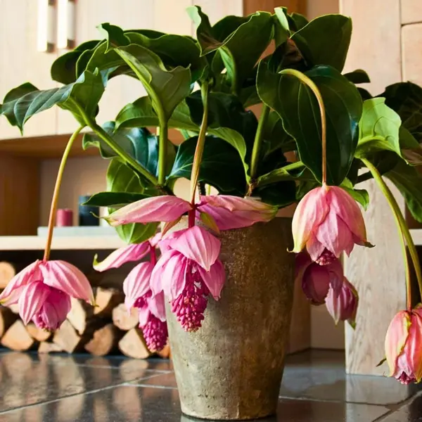 Medinilla Magnifica