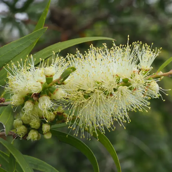 Bottle Brush White
