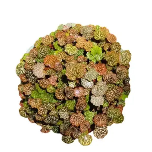 Micro Strawberry Begonia