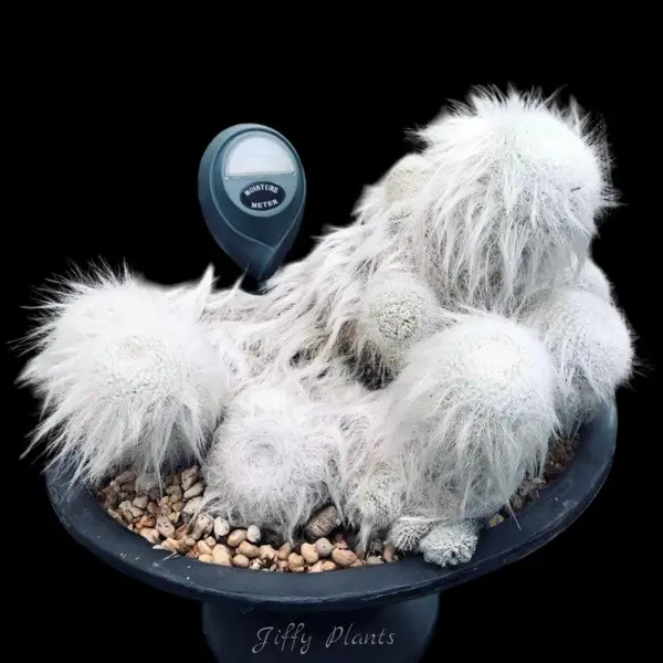 Old Man Cactus (Cephalocereus Senilis)