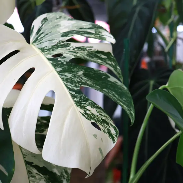 Monstera Albo