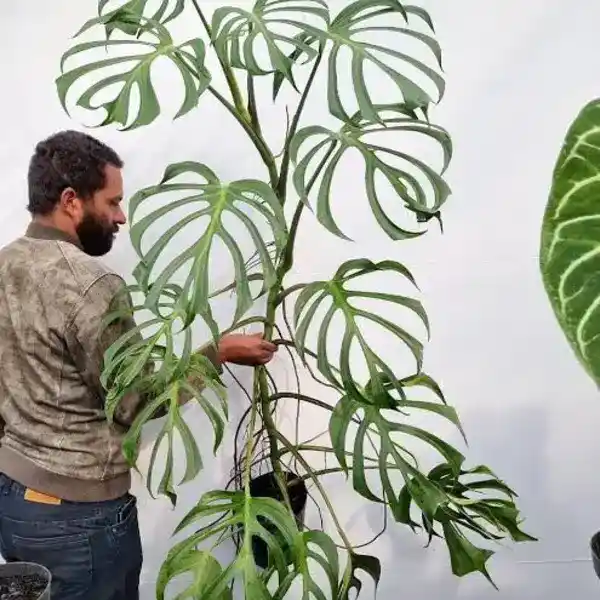 Monstera Burle Marx Flame