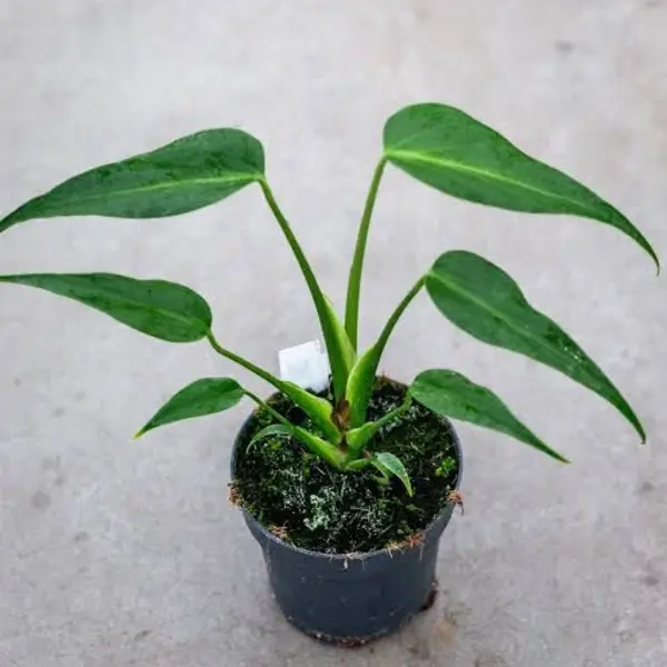 Monstera Burle Marx Flame - Image 3