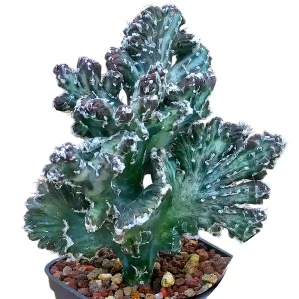 Monvillea speguzzinii cristata