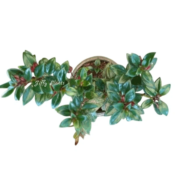 Goldfish Plant ( Black Magic )