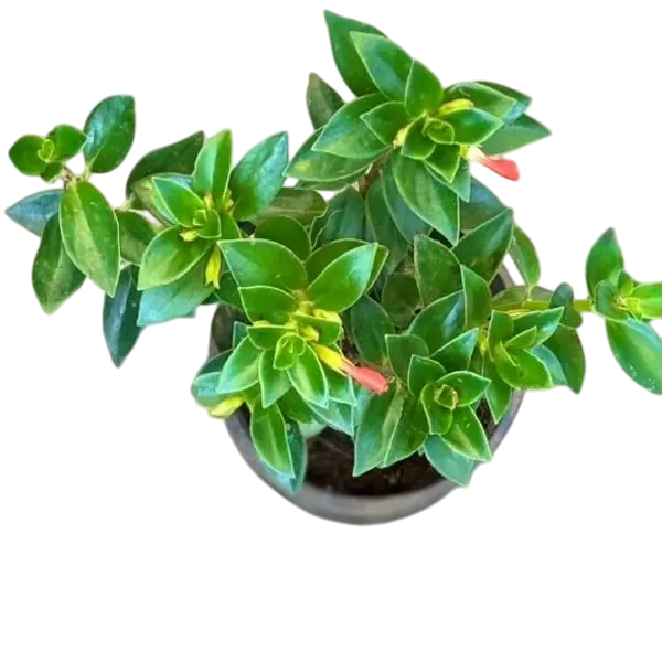 Goldfish Pant (Columnea Nematanthus ) - Image 2